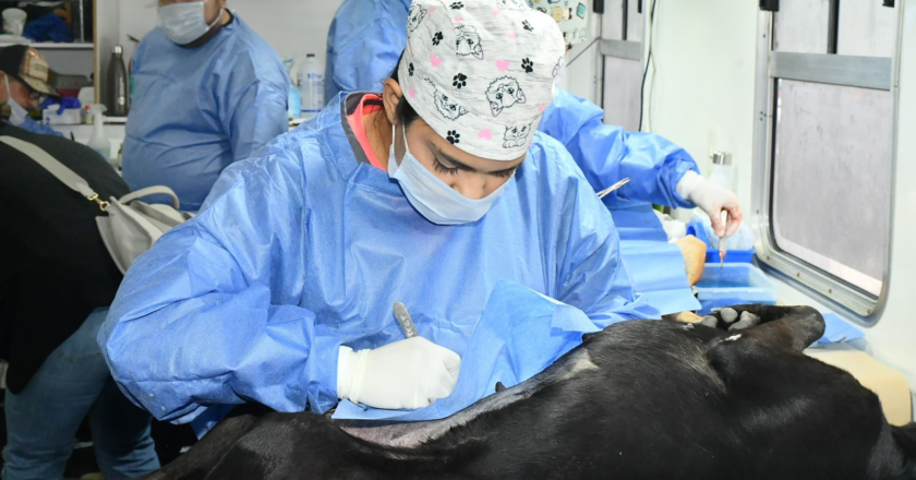 Supera Gobierno de Hermosillo las 50 mil castraciones caninas y gatunas en 2026