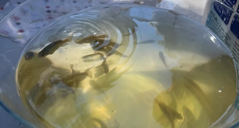Gobierno de Sonora impulsa con éxito la conservación del pez cachorro del desierto: Cobach