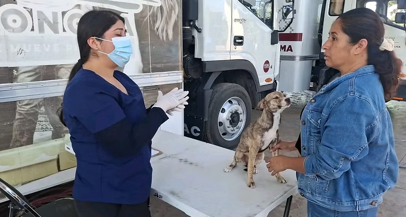 Vigilar síntomas y mantener limpio el hogar puede salvar vidas ante la rickettsiosis: SSP