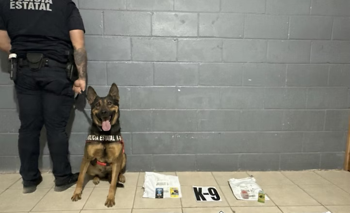 Trabajo especializado de K-9 de la PESP permite detectar envíos ilícitos