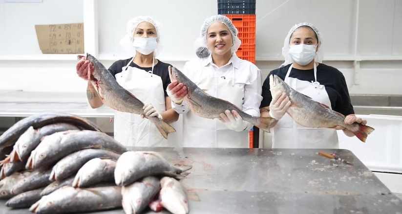 Gobierno de Sonora impulsa comercialización de curvina golfina para fortalecer economía pesquera