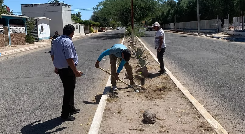 Ecología Municipal de Empalme realiza jornada de forestación en camellones de bulevares