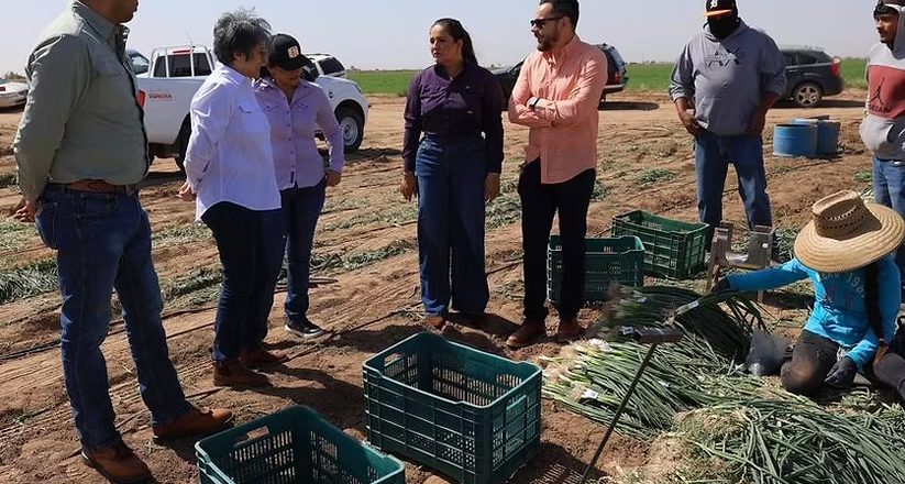 Gobierno de Sonora impulsa producción hortícola de exportación en San Luis Río Colorado