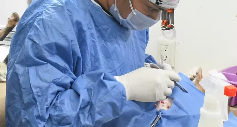 Gobierno de Hermosillo mantendrá en mayo esterilizaciones gratuitas para perros y gatos