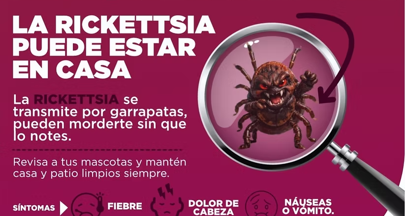Exhorta Salud Sonora a reforzar limpieza en temporada de calor para prevenir rickettsia
