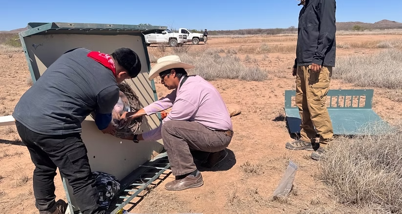 Gobierno de Sonora impulsa conservación de fauna silvestre en pastizales chihuahuenses: UES