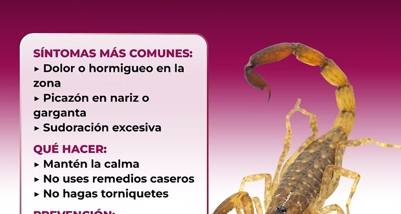 Recomienda Salud Sonora prevenir picaduras de arañas y alacranes