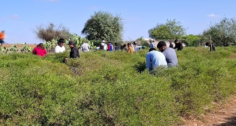 Gobierno de Sonora logra con éxito segunda cosecha de chiltepín de alta producción y fácil recolección: UTEchojoa