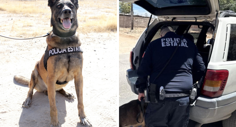 Unidad K-9 de la PESP fortalece presencia preventiva en calles de Hermosillo