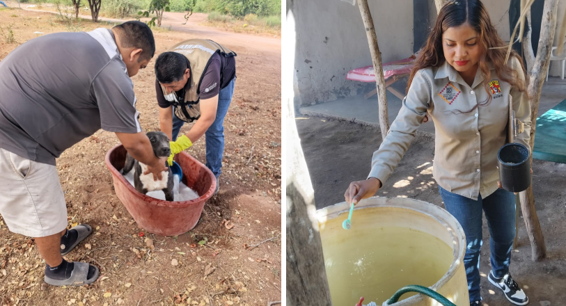 Refuerza Salud Sonora acciones preventivas contra dengue y rickettsia