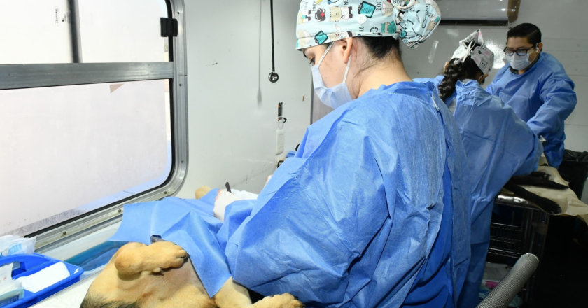 Anuncia Gobierno de Hermosillo jornadas de castraciones a perros y gatos para este mes de junio