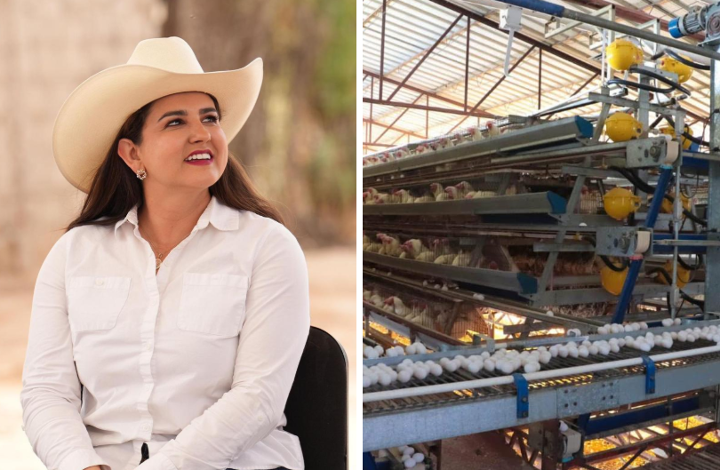 Producción de huevo en Sonora mantiene crecimiento sostenido y fortalece la seguridad alimentaria
