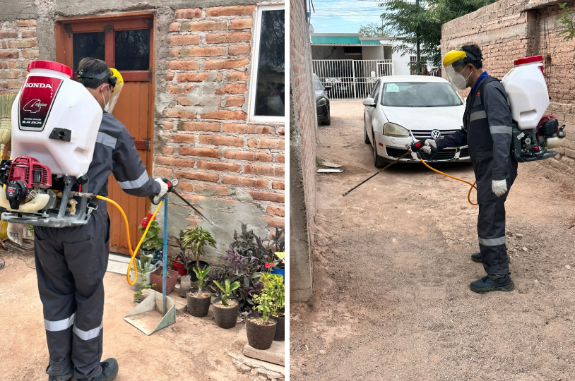 Refuerza Salud Sonora acciones contra la rickettsia con más de 2 mil 600 fumigaciones