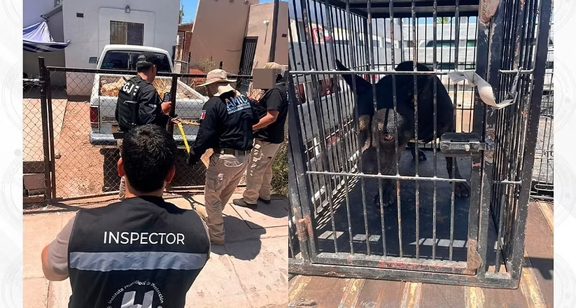 Ejecuta AMIC cateo positivo por maltrato animal en Hermosillo; rescatan a canino Pitbull