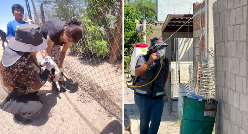Refuerza Salud Sonora acciones preventivas contra la rickettsia en más de 340 colonias
