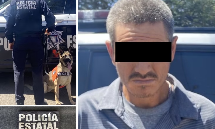 Entrenamiento y precisión de la Unidad K-9 de la PESP dan resultados en operativo preventivo