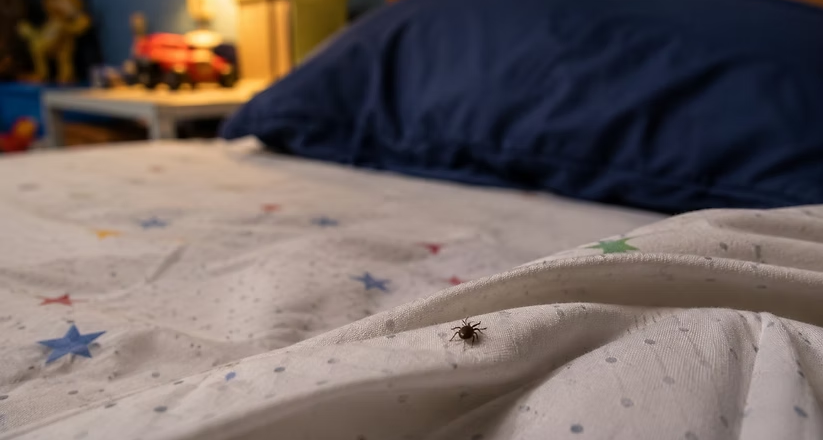 Llama Salud Sonora a revisar los dormitorios para prevenir la fiebre manchada y evitar contagios en la población