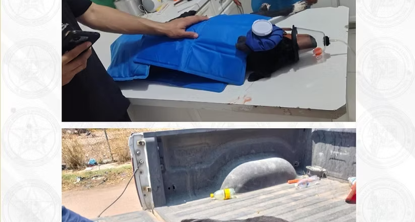AMIC y Servicios Periciales rescatan a un can de maltrato animal en Navojoa