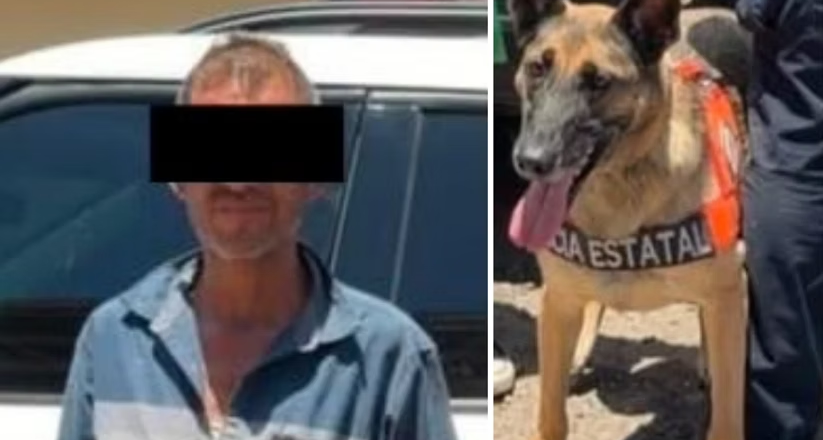 Unidad Canina K-9 de la PESP asegura narcóticos en Hermosillo