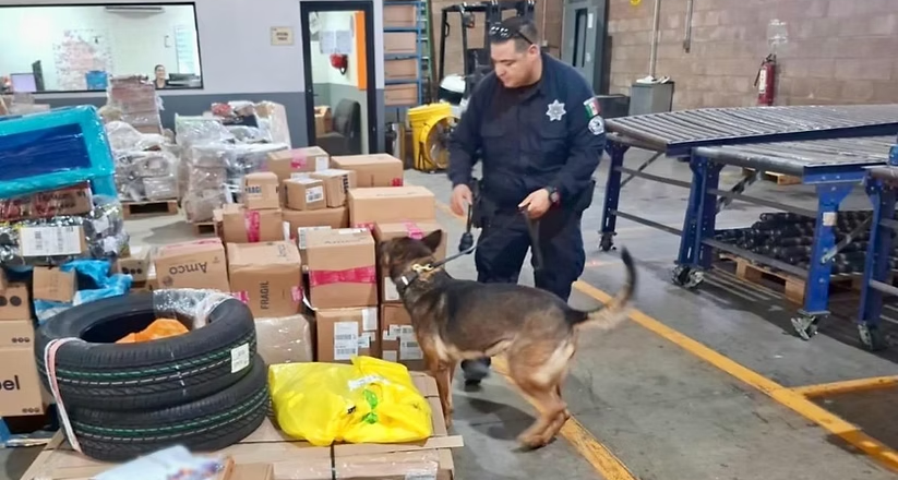 Unidad K-9 fortalece operativos de la Policía Estatal y la detención de objetivos prioritarios
