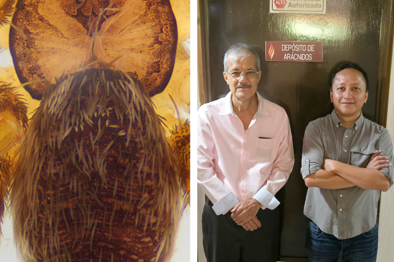 Investigadores visitantes de la UES descubren nueva especie de araña en el Cerro Altares de Hermosillo