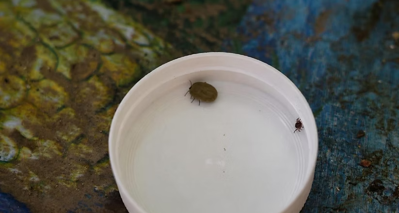 Protege Salud Sonora a las familias con acciones contra la rickettsia