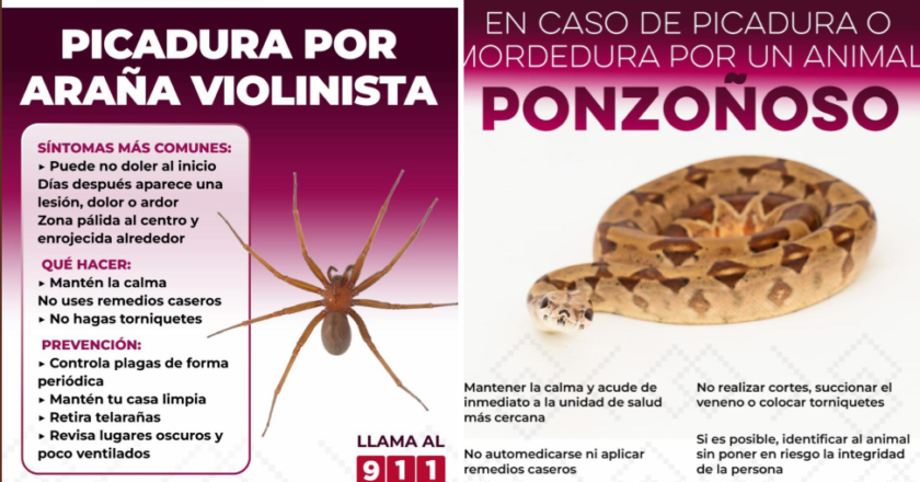 Llama Salud Sonora a prevenir mordeduras y picaduras de animales ponzoñosos durante la temporada de calor