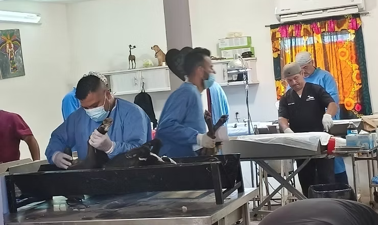 Invita Gobierno de Empalme a jornada gratuita de esterilización canina y felina, será mañana