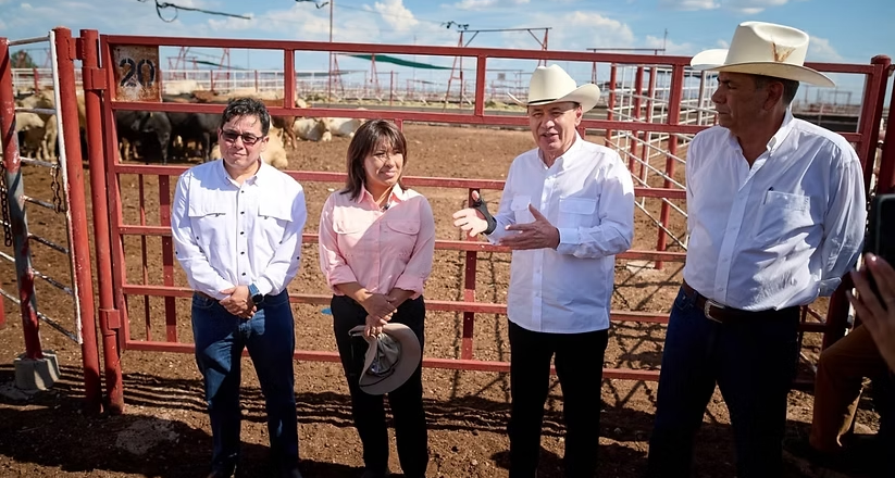 Sonora reactiva exportación de ganado a EU; gestiones de Sheinbaum y Durazo abren la frontera