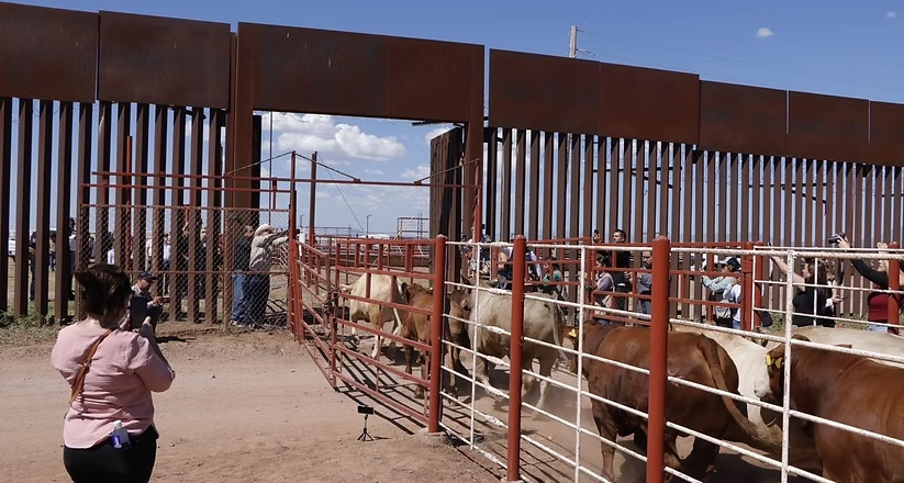 Durazo y Sheinbaum refuerzan acciones ante reapertura de la frontera; dispersan 7 millones de moscas estériles contra el gusano barrenador