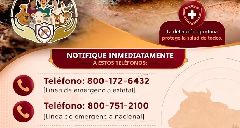 Gobierno de Sonora y Senasica fortalecen medidas de prevención ante el gusano barrenador