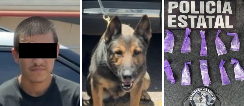 Trabajo especializado de la Unidad K-9 fortalece acciones a favor de la seguridad