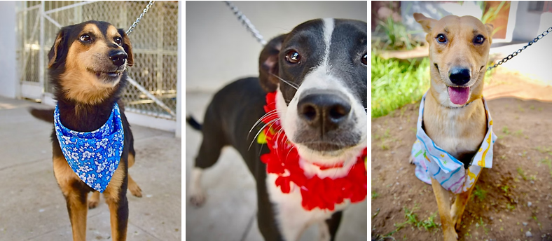 Organiza Gobierno de Hermosillo Feria de Adopciones de animales de compañía