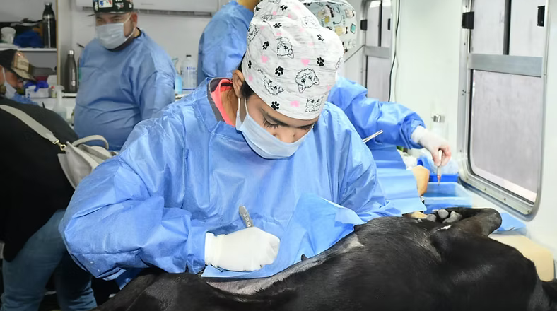 Invita Gobierno de Hermosillo a jornadas gratuitas de esterilización y baños contra garrapatas para perros y gatos