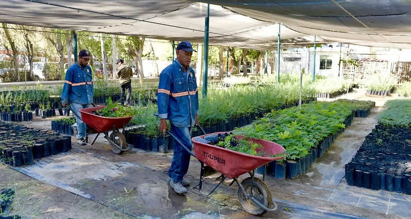 Donará Ayuntamiento de Hermosillo árboles nativos en el Vivero Municipal