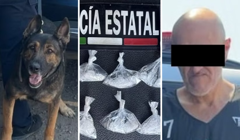 Recorridos de la Unidad K9 fortalecen la seguridad en las colonias